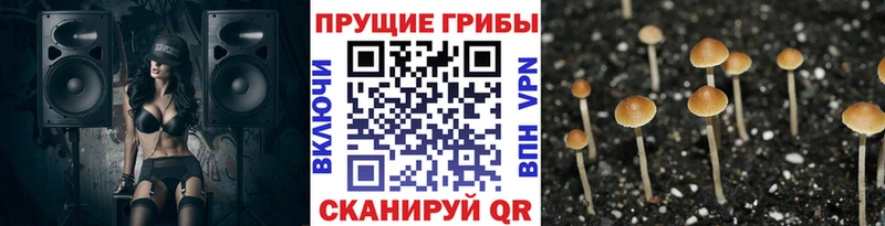 Галлюциногенные грибы Cubensis  ссылка на мегу tor  Азнакаево  где купить наркотик 